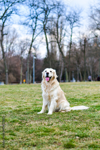 Happy Smiling Labrador Golden Retriever Dog playing with a Ball in a park