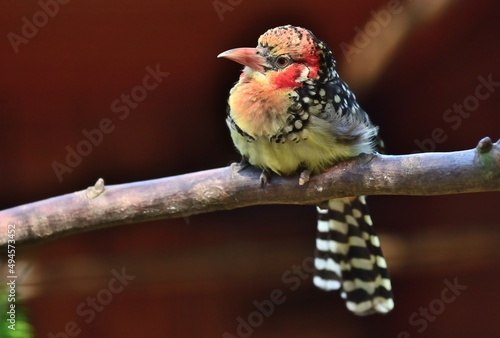 Ein Flammenkopf-Bartvogel (Trachyphonus erythrocephalus), Red-and-yellow Barbet photo