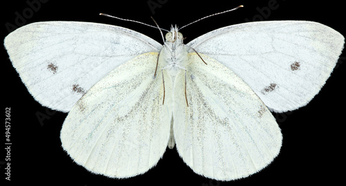 The green-veined white Pieris napi is a butterfly of the family Pieridae. Ventral view of isolated white butterfly on black background.