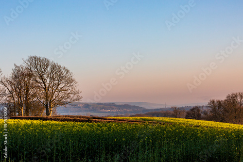 A view out over farmland in Sussex, with canola/oilseed rape growing in the evening sunshine