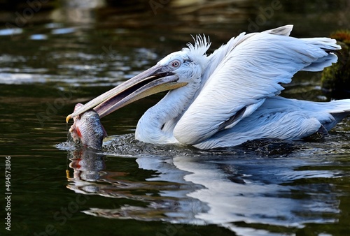 Ein Krauskopfpelikan (Pelecanus crispus), Dalmatian pelican, mit Beute.