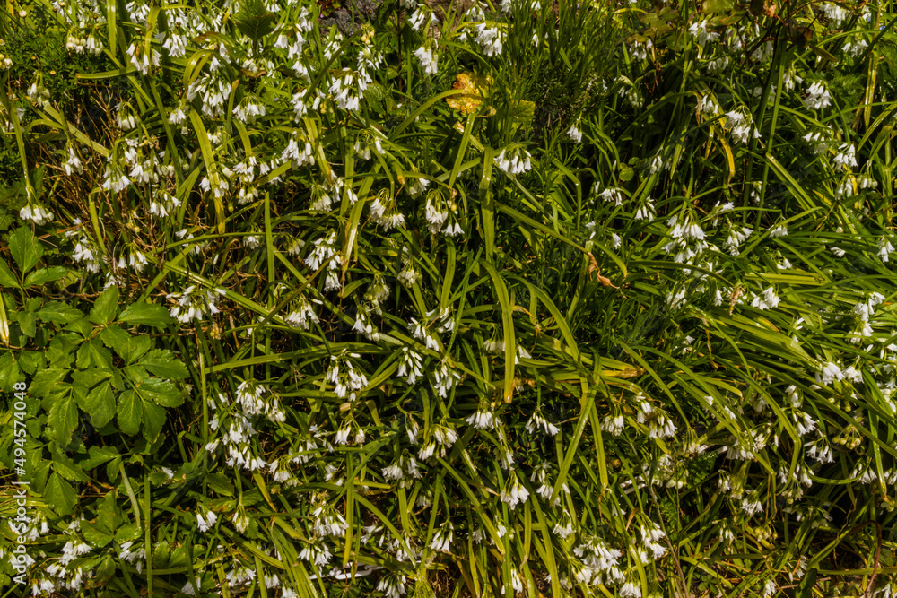 custom made wallpaper toronto digitalBackground or texture, flowering three cornered leek.