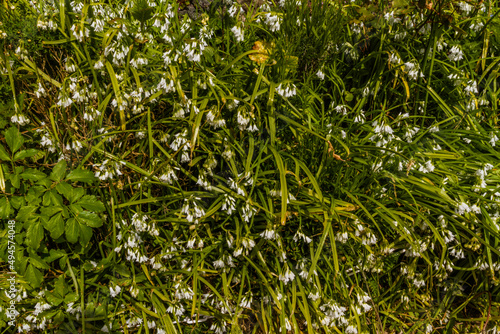 Background or texture  flowering three cornered leek.