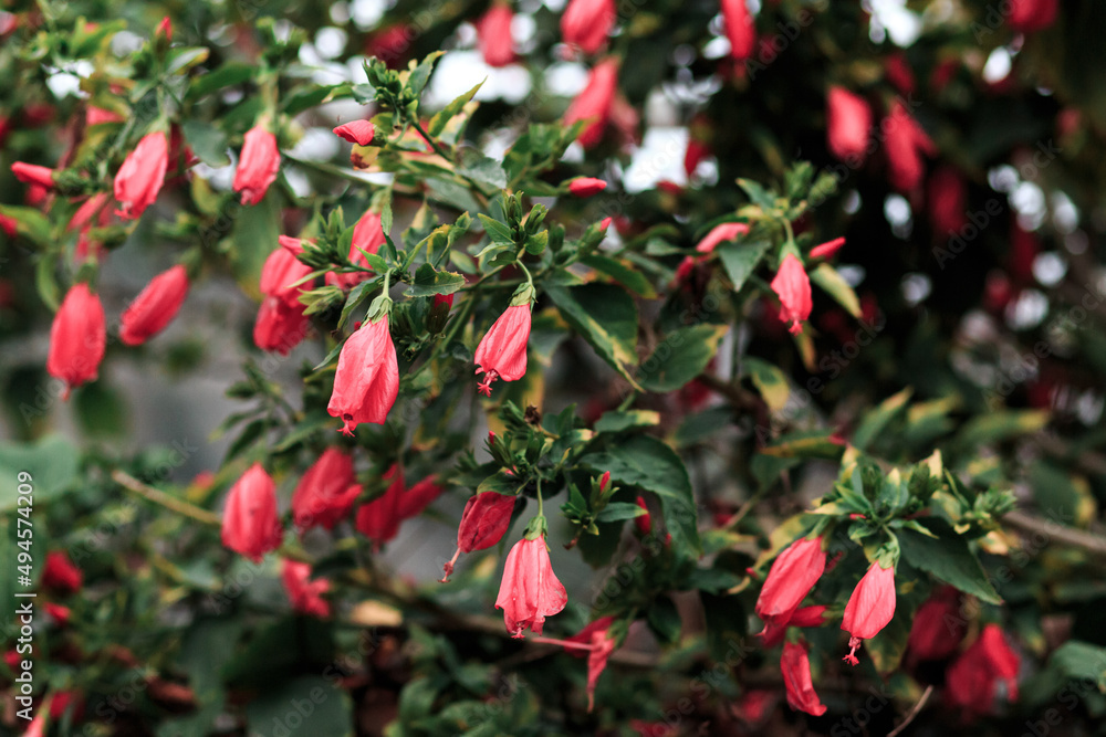 Obraz premium Bright red flowers and green leaves, Turkey plants. Beautiful background.