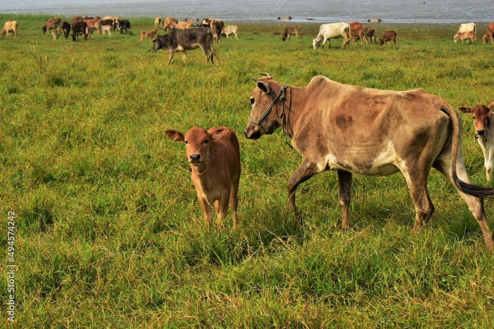 child cow with his mother