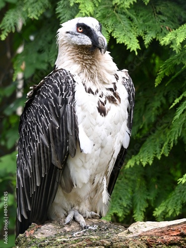 Bartgeier  Gypaetus barbatus   Bearded vulture