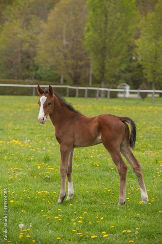 foal conformation shot full body shot of purebred sport horse foal colt or filly in fenced paddock green grass in spring on horse breeding farm spring time vertical format room for masthead and type 