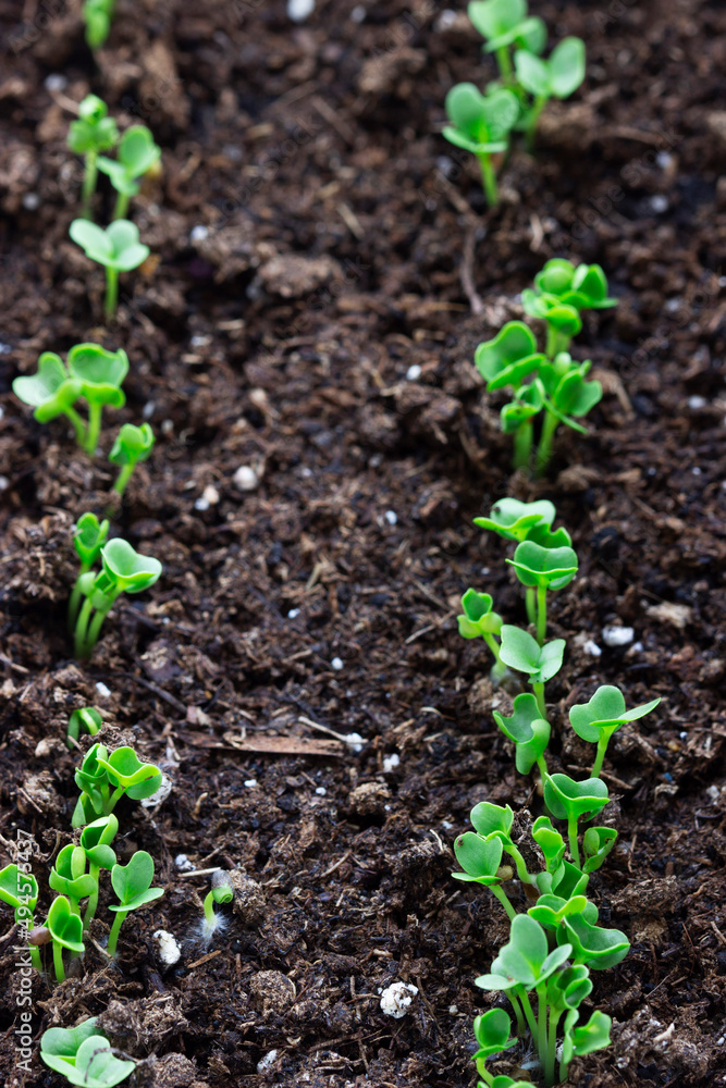Broccoli seedlings in a container on a windowsill. Broccoli seedlings in a container on a windowsill.