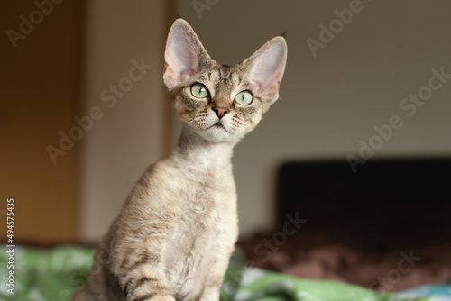 Curious cute Devon Rex kitten with big ears. Lifestyle photo home interior, natural light 
