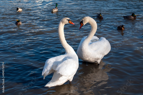 Two white swans couple in love. Swans in water