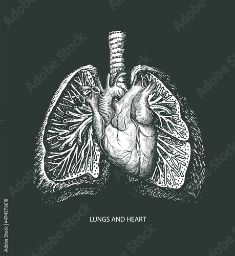 Hand-drawn human lungs and heart on a black background. Anatomically correct vector illustration of internal organs in the style of engraving. Drawing chalk on a blackboard. Medical poster