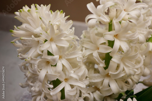 White Hyacinth Flowers Blooming on a Bathroom Counter Close-up