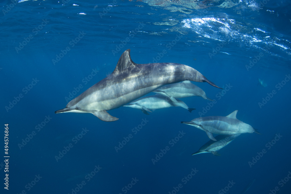 Naklejka premium Group of spinner dolphins in Indian ocean. Encounter with dolphins on open ocean. Marine life. 