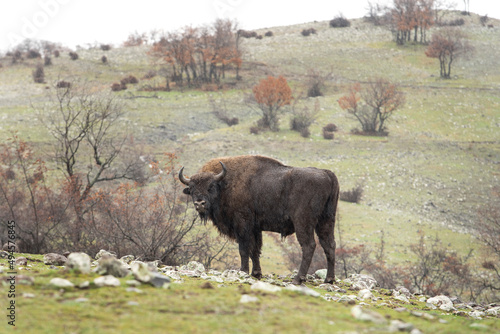 European bison during winter time in Bulgaria. Rare bison in Rhodope Mountains. European wildlife. 