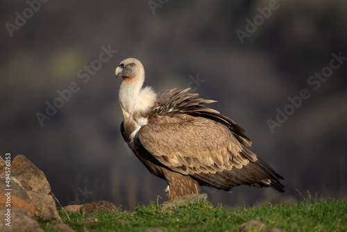 Griffon vulture on the rock. Vultures in Rhodope mountains. Ornithology in Bulgaria. 