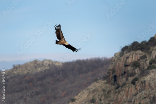 Griffon vulture on the rock. Vultures in Rhodope mountains. Ornithology in Bulgaria.  © prochym