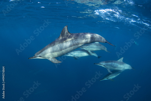 Group of spinner dolphins in Indian ocean. Encounter with dolphins on open ocean. Marine life. 