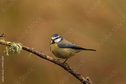 Eurasian blue tit on the branch. Tit during winter in Spain. Ornithology during winter.