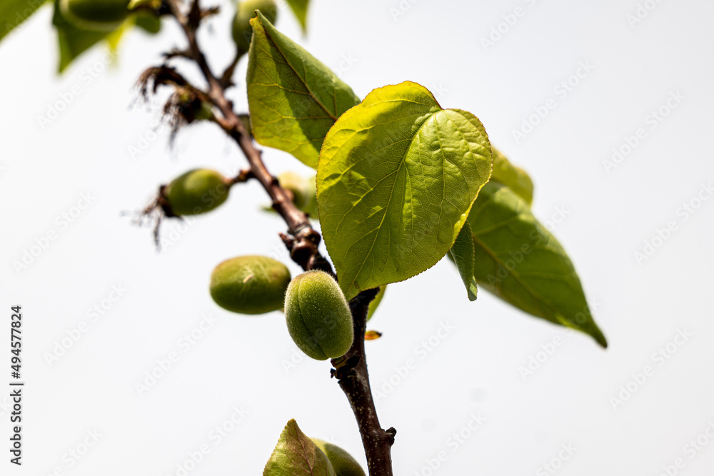 Fototapeta premium small green apricots after flowering