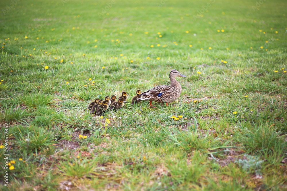 Mother duck with her little ducklings walks through a green field (meadow) with blooming dandelions Mother duck with her little ducklings walks through a green field (meadow) with blooming dandelions