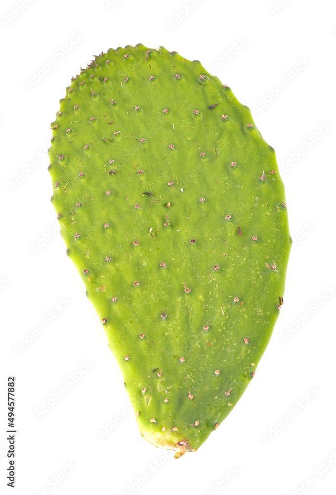 Raw Cactus Paddles on a White Background Raw Cactus Paddles on a White Background