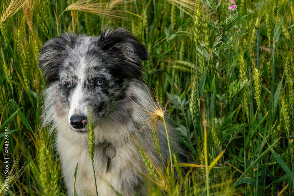 Fototapeta premium border collie blue merle in the green field