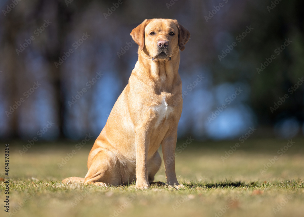 golden retriever on the grass