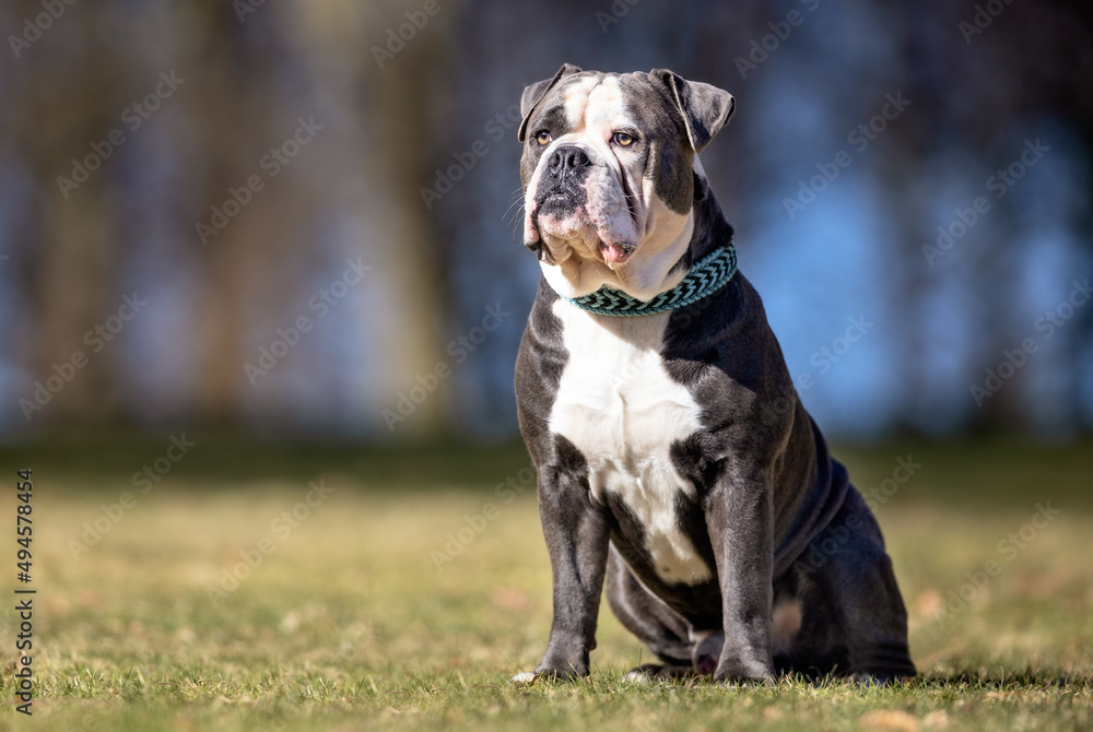 american staffordshire terrier