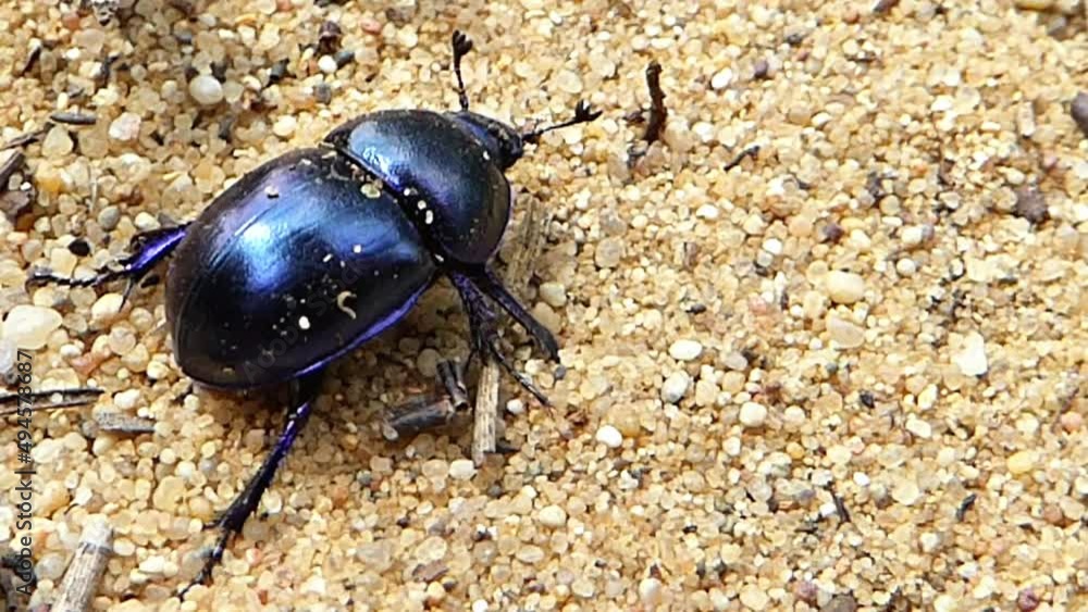 Schwarz blauer lila Mistkäfer krabbelt mühselig über lockeren goldenen Sand. Waldmistkäfer mit Antennen in action. Dung dor beetle crawling over sand in the dry forest. Schwarz blauer lila Mistkäfer krabbelt mühselig über lockeren goldenen Sand. Waldmistkäfer mit Antennen in action. Dung dor beetle crawling over sand in the dry forest.