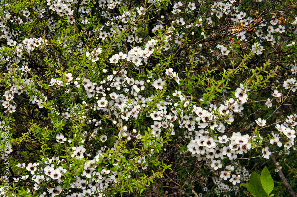 Blooming Manuka or tea tree (Leptospermum scoparium), endemic to New Zealand.
