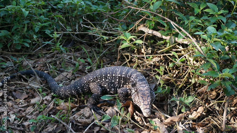 monitor lizard south america monitor lizard south america