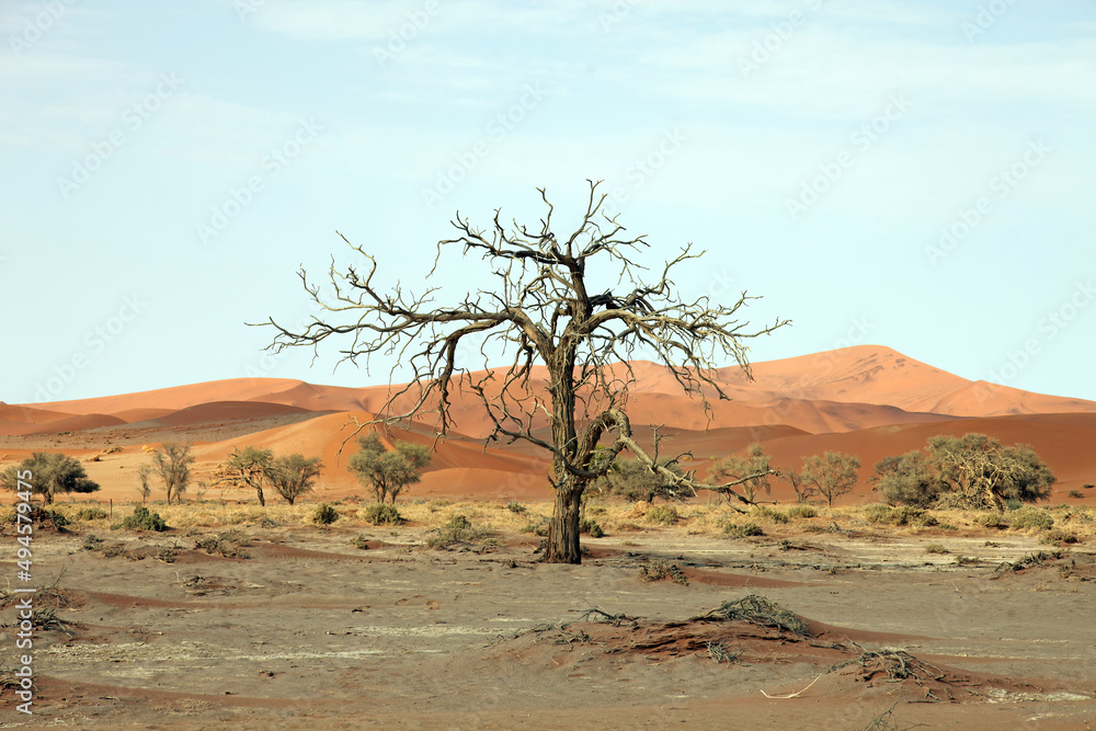 A dead tree, Namib Desert Namibia
