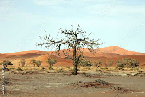 A dead tree  Namib Desert Namibia 