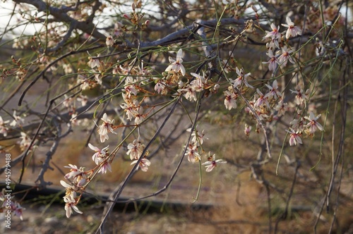 Moringa Peregrina in bloom in the beginning of spring, selective focus
