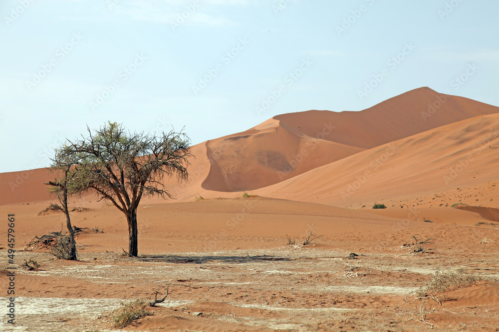 Trees and sand dunes, Sossusvlei, Namibia
