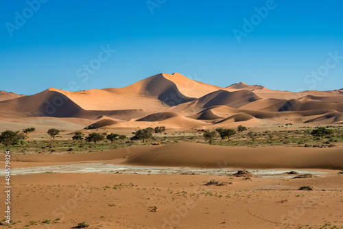 Namibia, the Namib desert, graphic landscape of yellow dunes, rain season 