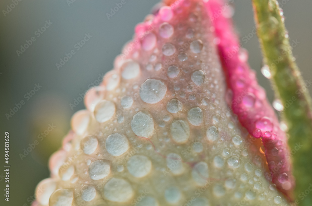 water drops on a pink flower water drops on a pink flower