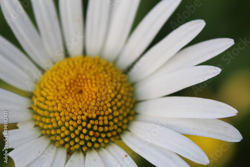 chamomile flowers very close-up bright yellow middle of the core and white snow-white small petals. The flowers of summer are wild chamomile.  of medicinal herbs flowers tincture of chamomile soothing