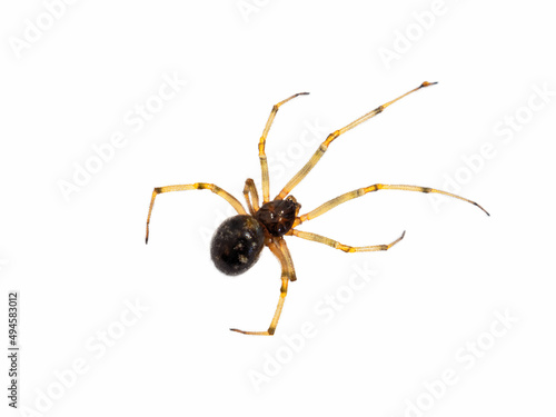 Small spider isolated on white background