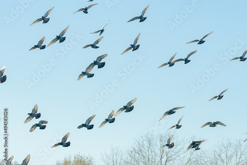 flock of birds against a blue sky