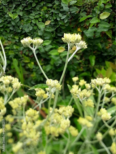 flowers in the garden