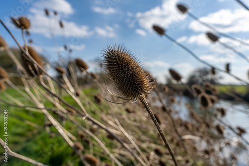 Photo Dried thistles in the wind on the riverside, landscape