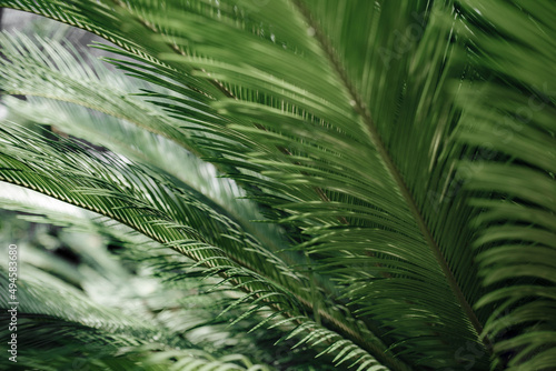 Colse-up photo of exotc tropical green palm leafs. Summer vibe.