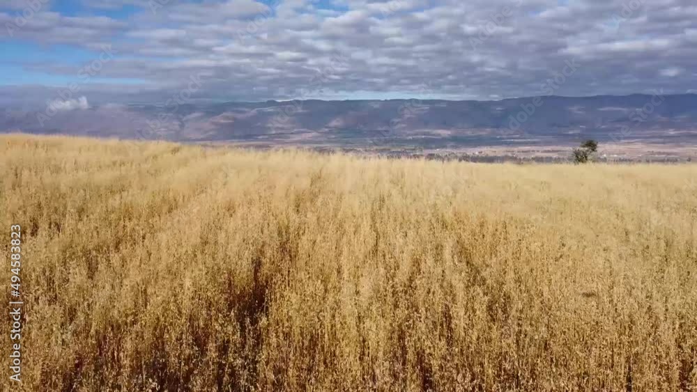 Campos de cebada y trigo en un valle al amanecer. Ciudad de Huancayo. Campos de cebada y trigo en un valle al amanecer. Ciudad de Huancayo.