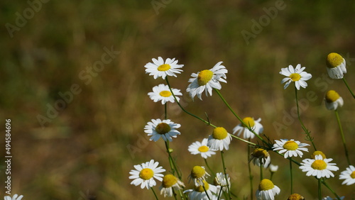 Matricaria recutita blooming plants in the spring meadow on a sunny day, closeup. photo