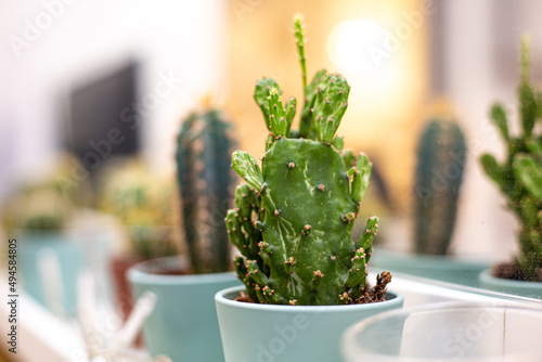 cactus in a pot © B.Tkaczyk