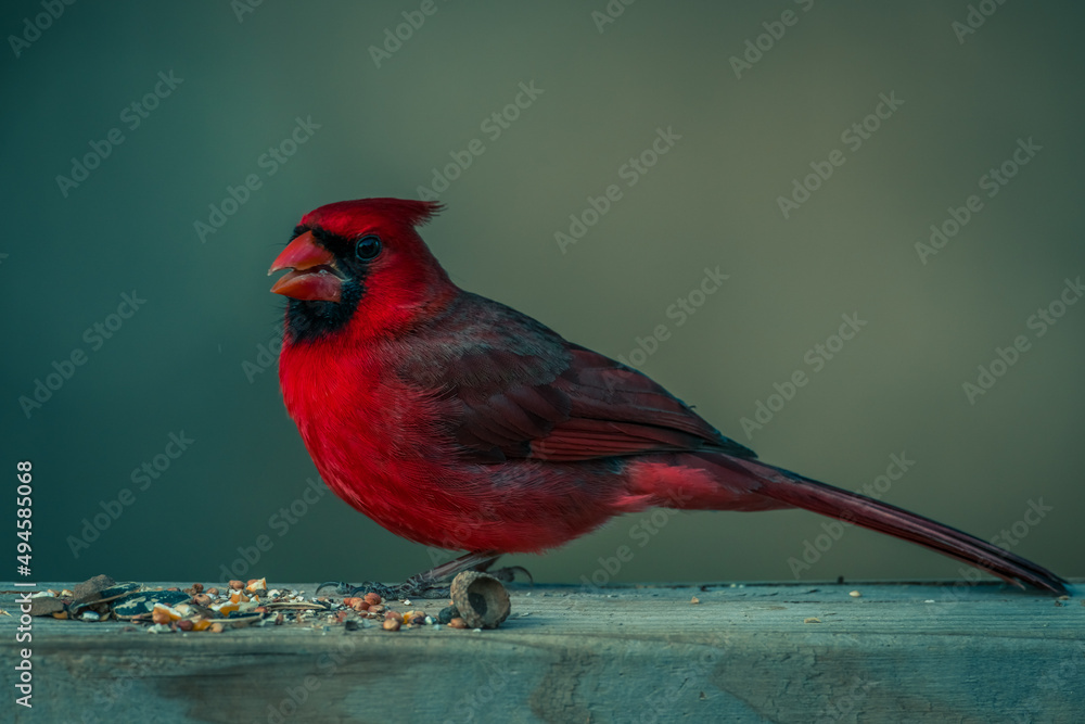 Fototapeta premium Male Northern Cardinal