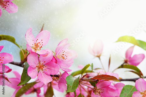 flowering plum branch on a background of blue sky  nature spring background
