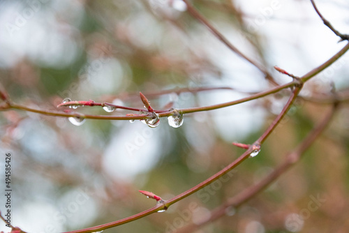 雨あがりのつぼみと水滴