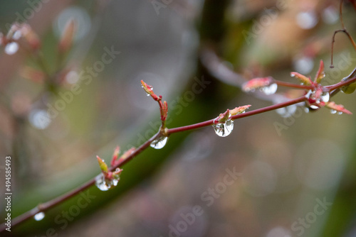 雨あがりのつぼみと水滴